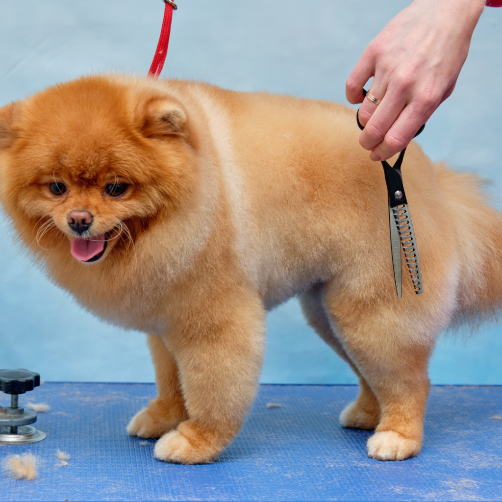 Estética canina a pomerania a tijeras