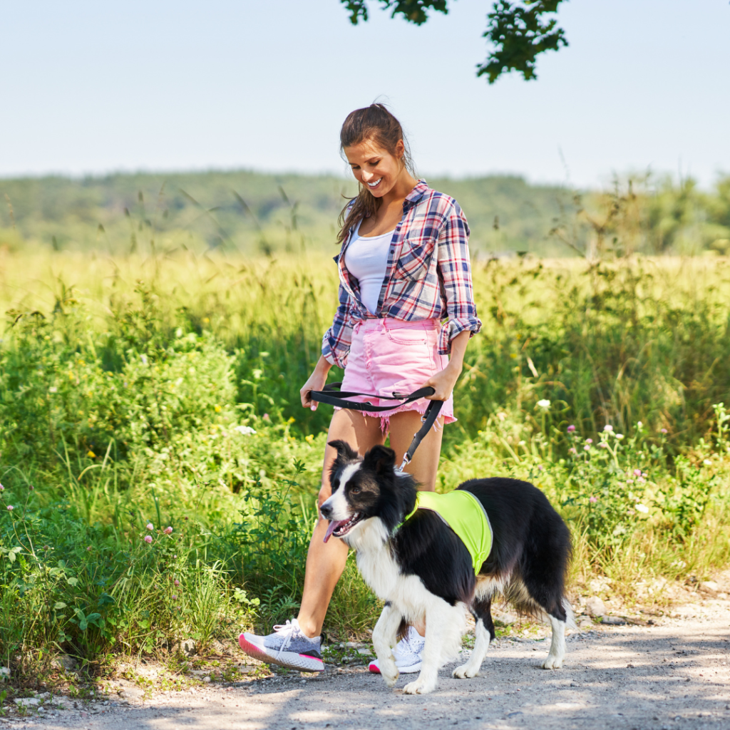 Paquetes para perros, los mejores paseadores