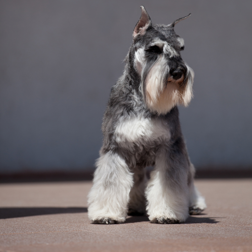 Schnauzer