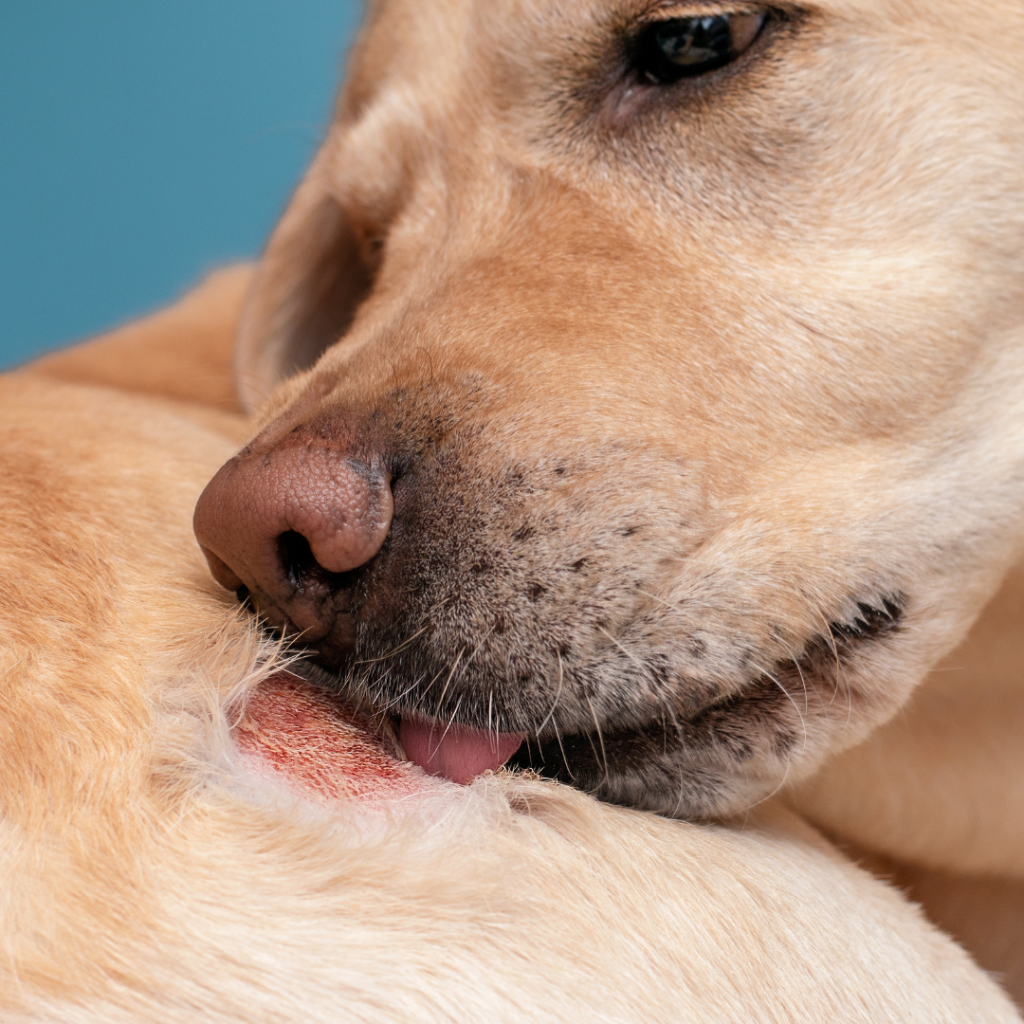 problemas de piel en perros