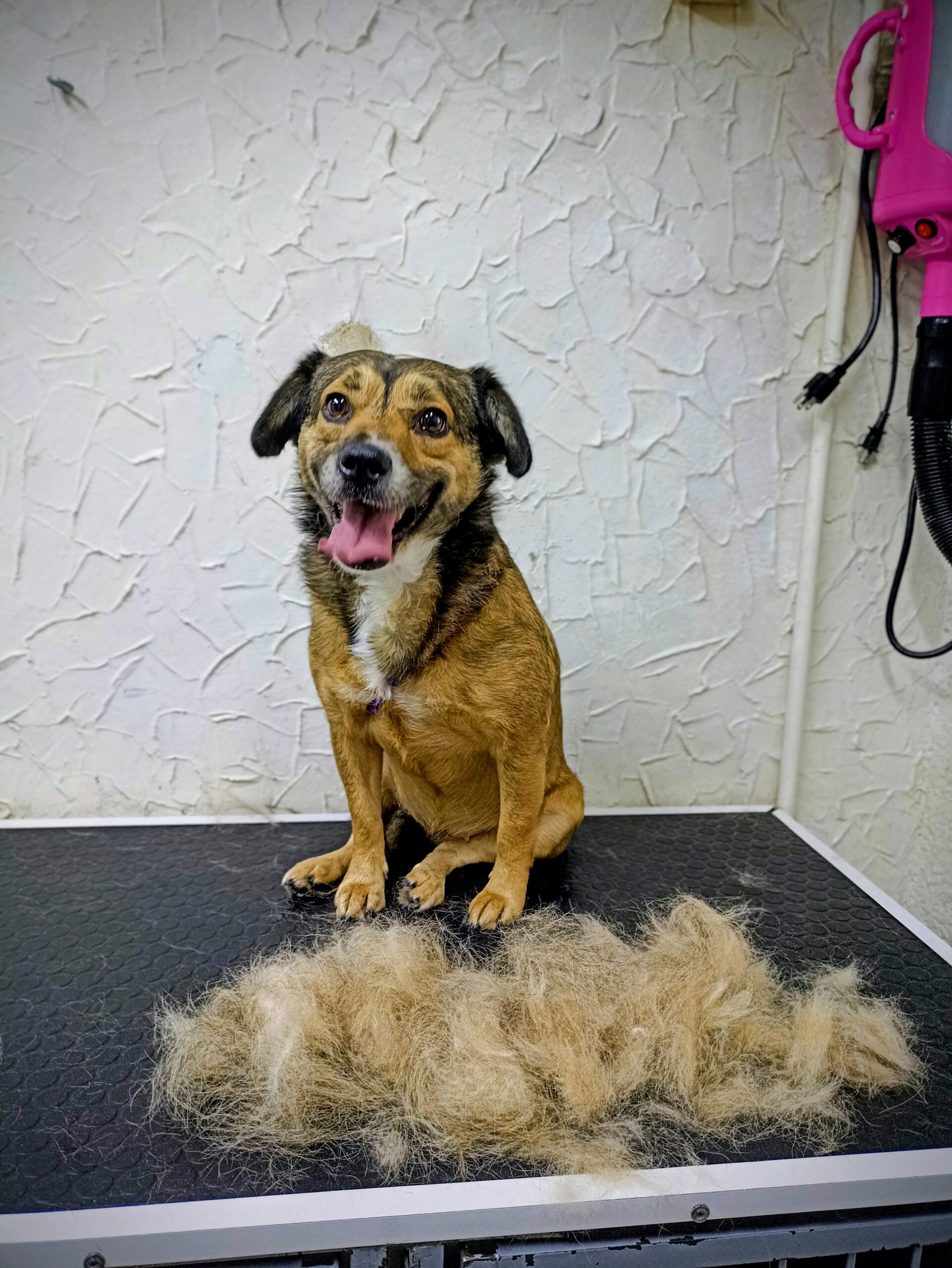 estetica para perros de pelo corto
